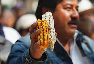 labreporter-corn labreporter-corn