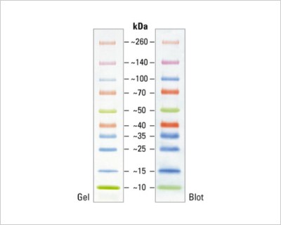 unstained protein ladder western blot