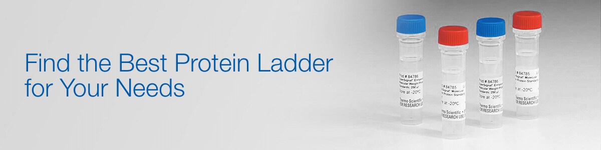 How to Choose the Right Protein Ladders How to Choose the Right Protein Ladders